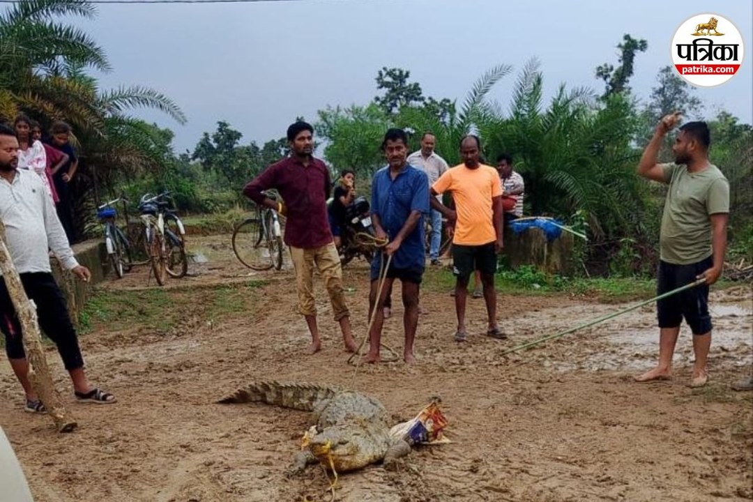 7 फीट का विशालकाय मगरमच्छ
