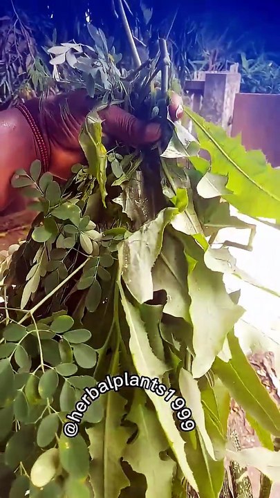 mix moringa and dandelion