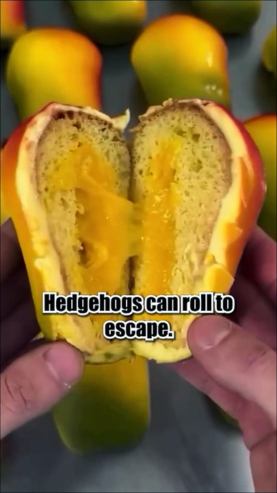 Did you know 10