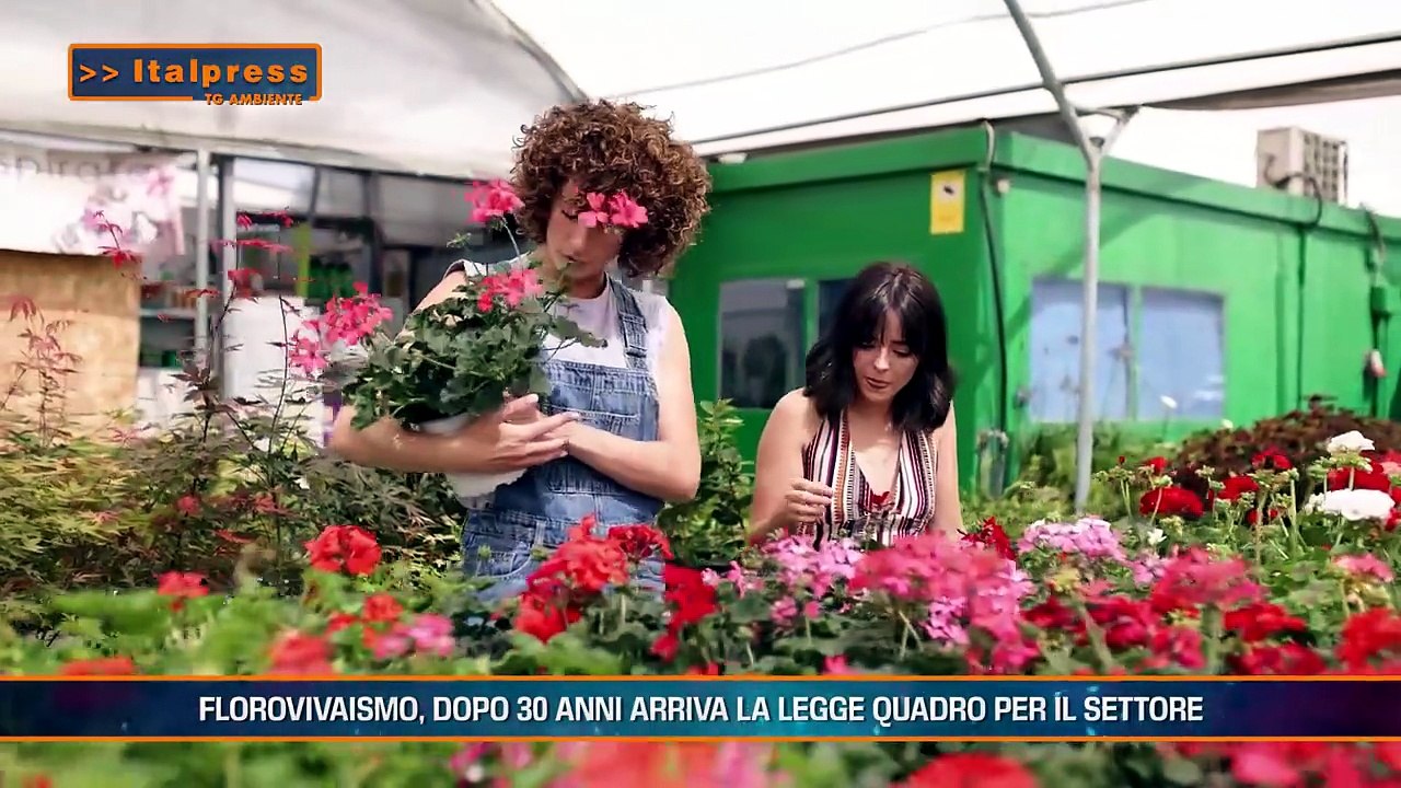 Tg Ambiente - 19/7/2026