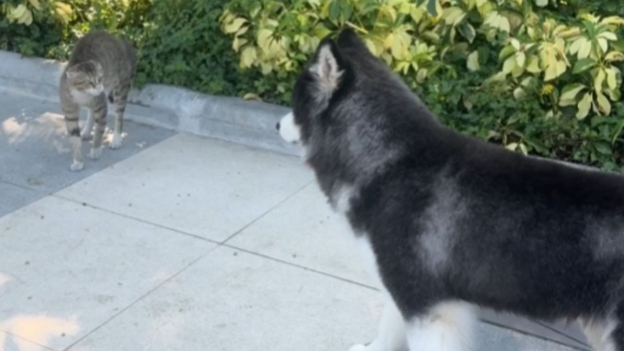 Standoff Ends When The Cat Takes One Step