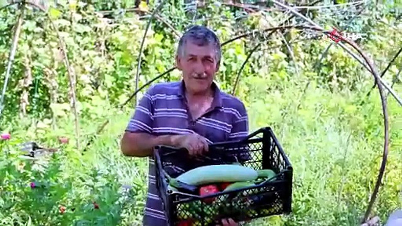 Üreten Bodrum’da hasat devam ediyor