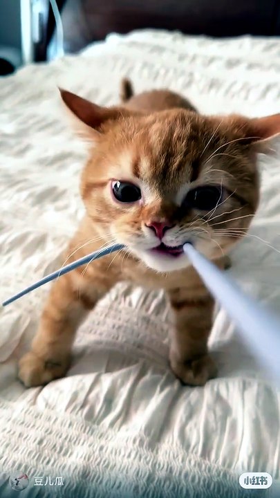 🐱 Adorable Orange Kitten Chewing a Rope | Cute & Funny Cat Moments 😂