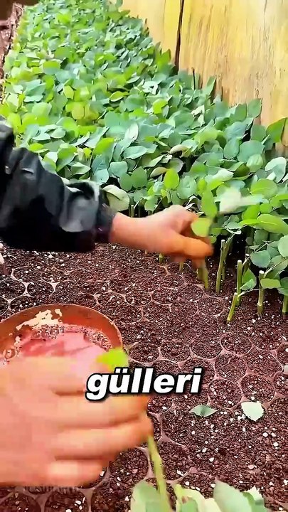 Bu Adam Bitkilerini Çoğaltmak İçin İlginç Bir Yöntem Kullanıyor 😳