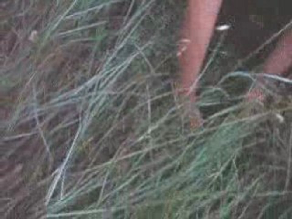 LES LIEVRES RELACHER