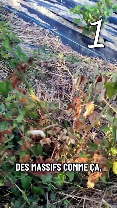 3 plantes que je ne cultiverai plus dans mon verger .. #potager #verger #jardinage #culture