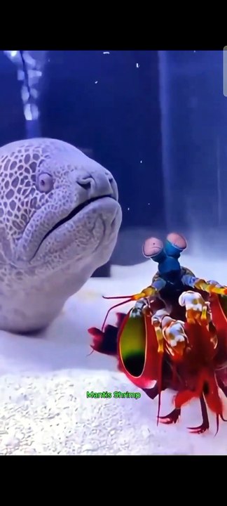 "The peacock mantis shrimp might look pretty, but its punch is deadly! 💥🦐"