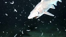Goblin Shark : The deep-sea mystery with a prehistoric appearance