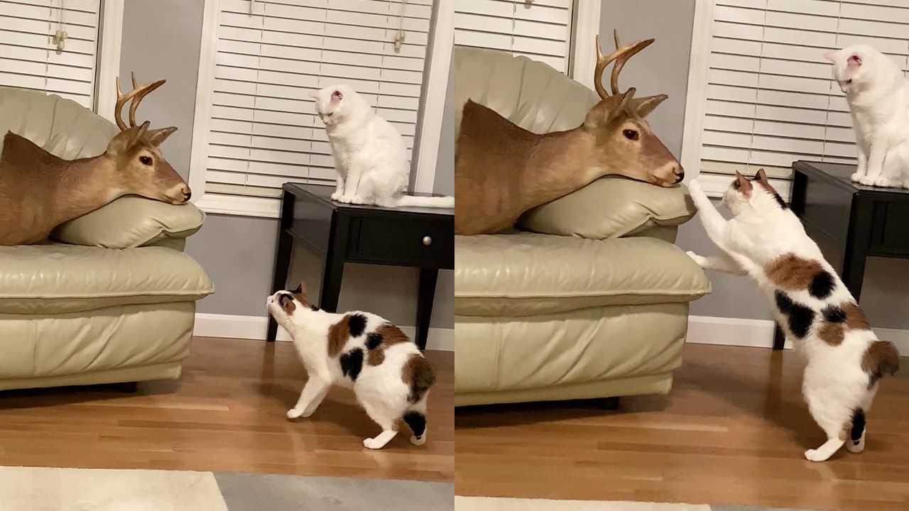 Intrigued Cats Investigate Deer Head Discovery in Owner's Room