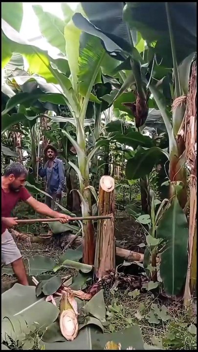 The Most Satisfying Farming and Harvest Process You'll Watch Today!
