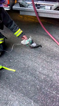 Pombo recebe oxigênio de bombeiros após inalar fumaça de incêndio em carro; veja vídeo