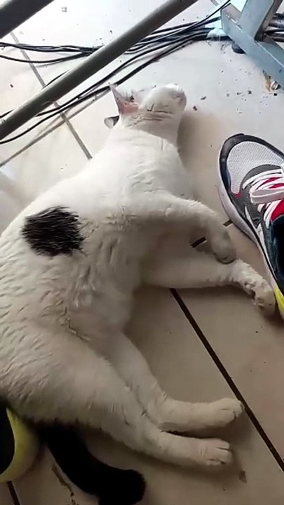 el #Gato pernanca vino a visitarme a la #oficina y se quedo dormido en mis pies #shorts #michi #pet