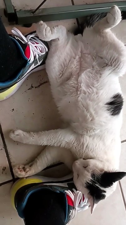 el gato pernanca acostado en la oficina vino a visitarme y se está quedando dormido animales