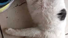 el gato pernanca acostado en la oficina vino a visitarme y se está quedando dormido animales