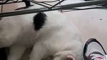 El gato pernanca acostado según él vino a visitarme y se quedó bien dormido 😴🥱 #shorts