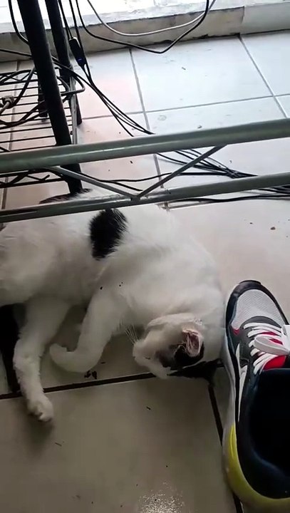 El gato pernanca acostado según él vino a visitarme y se quedó bien dormido 😴🥱 #shorts