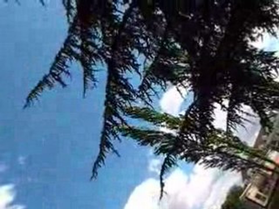 ... le vent dans les arbres...