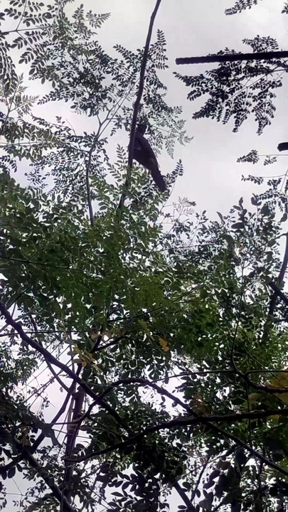 Peaceful Dove Sitting on a Tree Branch | Relaxing Nature Video | Afternoon Breeze