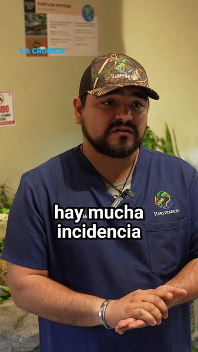 Aumenta la presencia de serpientes en Mexicali; expertos explican qué hacer si aparece una en tu casa