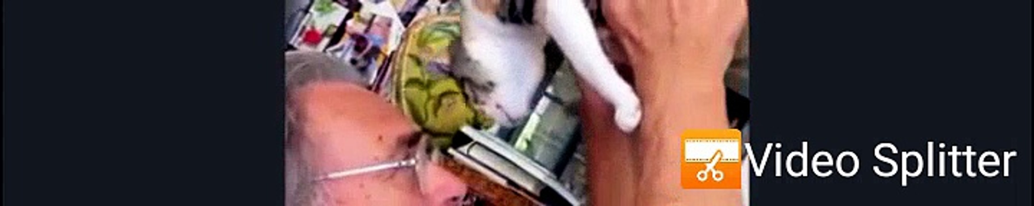 funny cats 1
