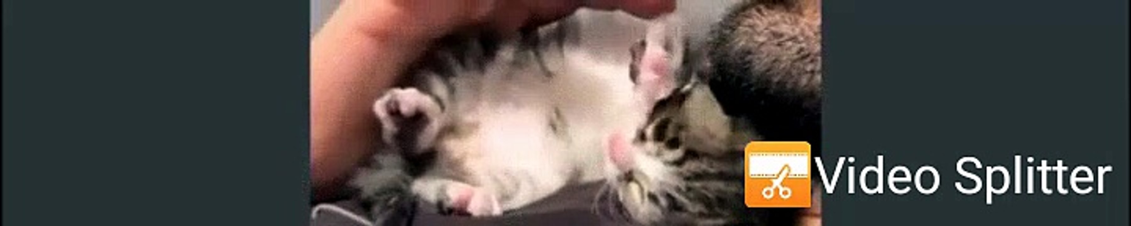 funny cats 6