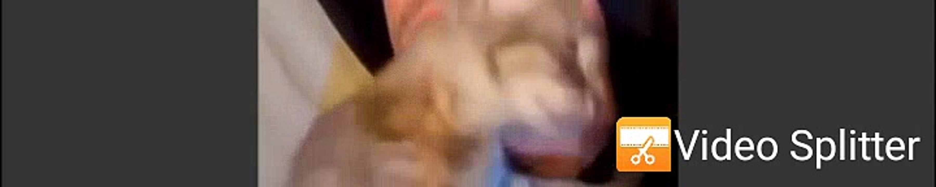 funny cats 9