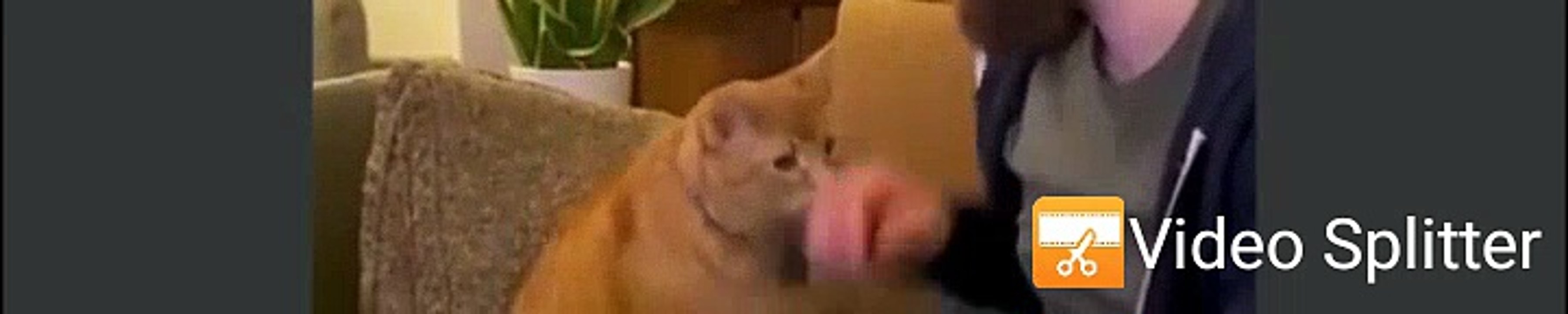 funny cats 13