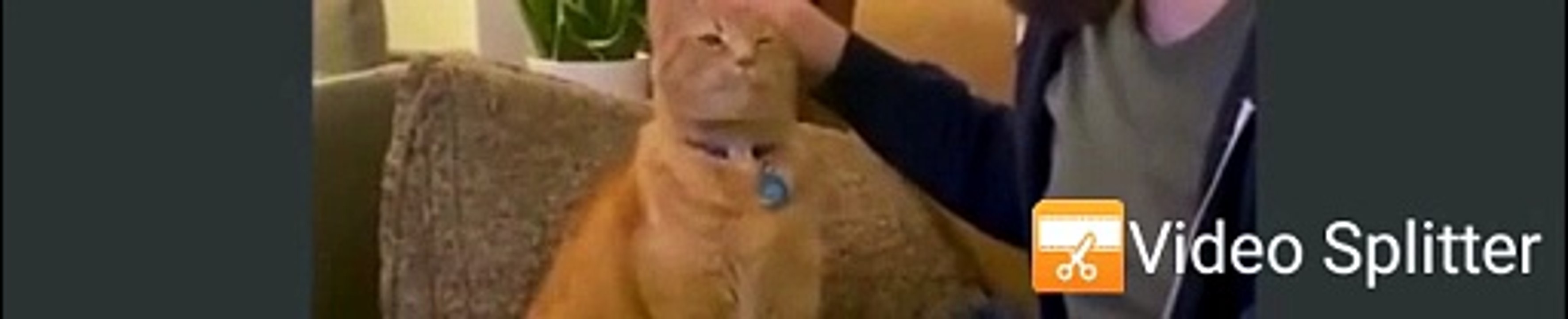 funny cats 14