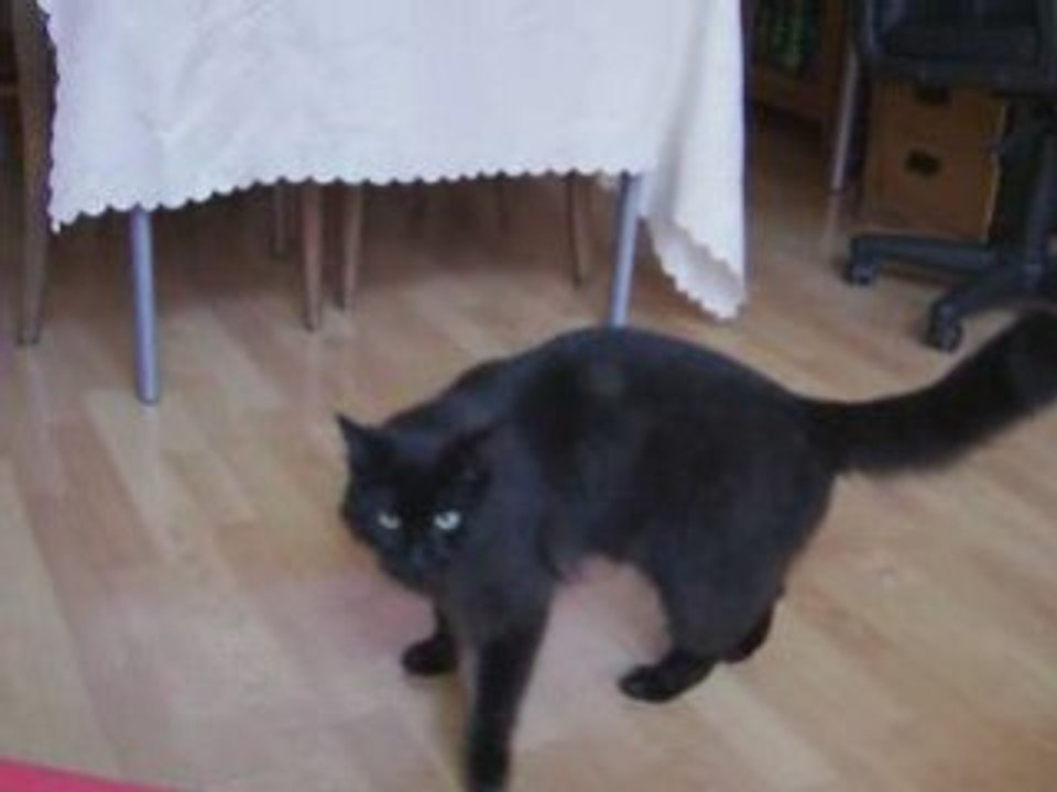 L'attaque du chat