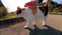 #funny_pets_animals_funny