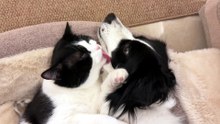 #funny_pets_animals_funny