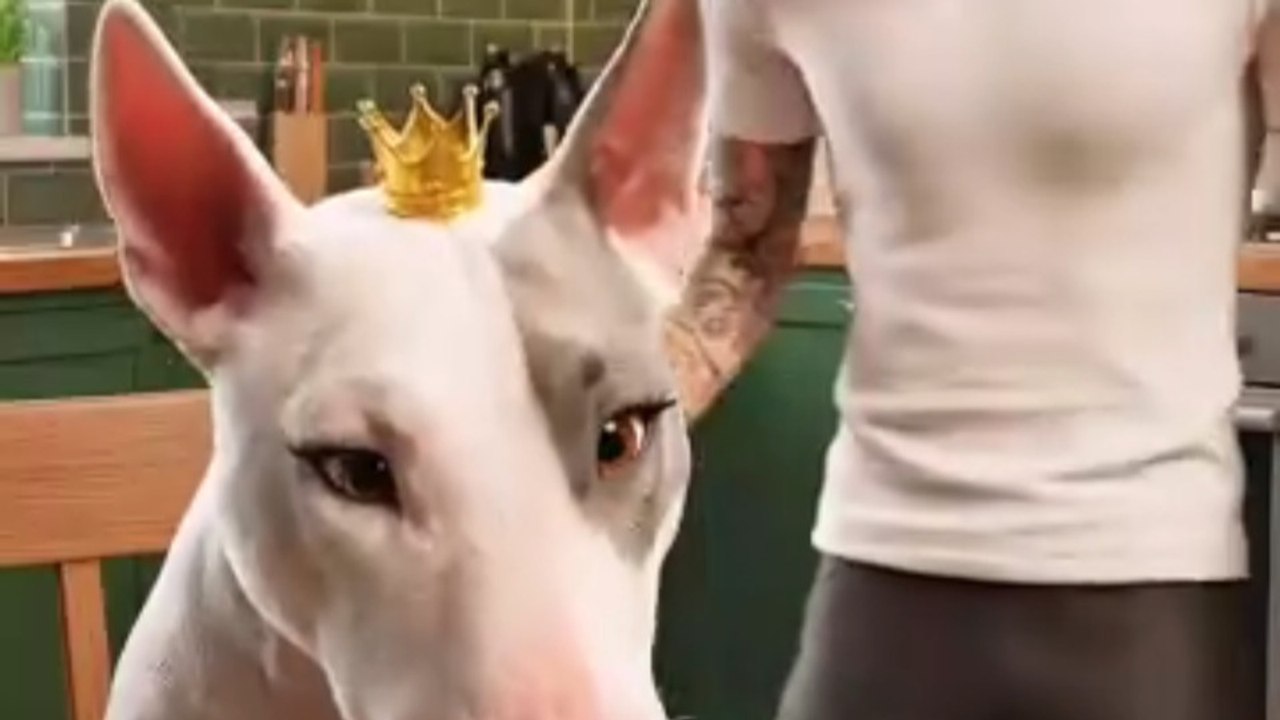 Bullterrier Stealing Food 😂