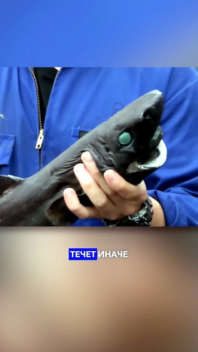 Tiburones más inusuales