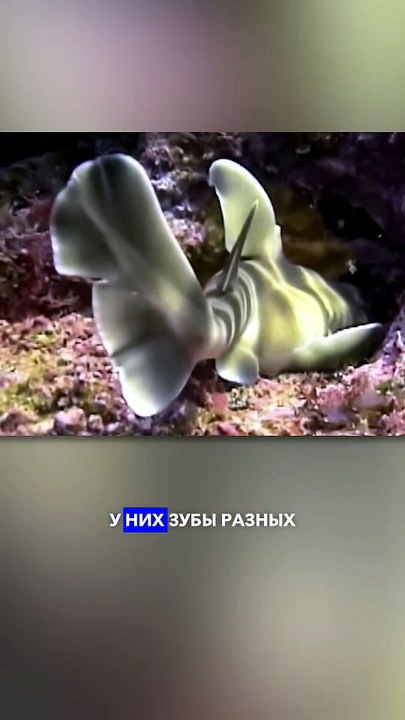 The Most Unusual Sharks