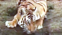 Breathtaking Wildlife Compilation Of Tiger Crocodile Battle And Jaguar Hunting Caiman In Rushing Muddy River