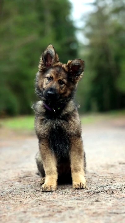 😍😍😍😍funny German Shepherd dog #cute😍#viralvedio#reels#germansherphed#😍🐕🐕🐕🐕🐕🐕🐕🐾🐾🐾🐾🐾🐾🐾🐾