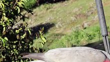 Galah Bird Feeds Freely  Nature's Pink & Grey Beauty!