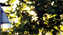 Repelis! Ver Golden (2026) Pelicula Completa Online En Español Y Latino