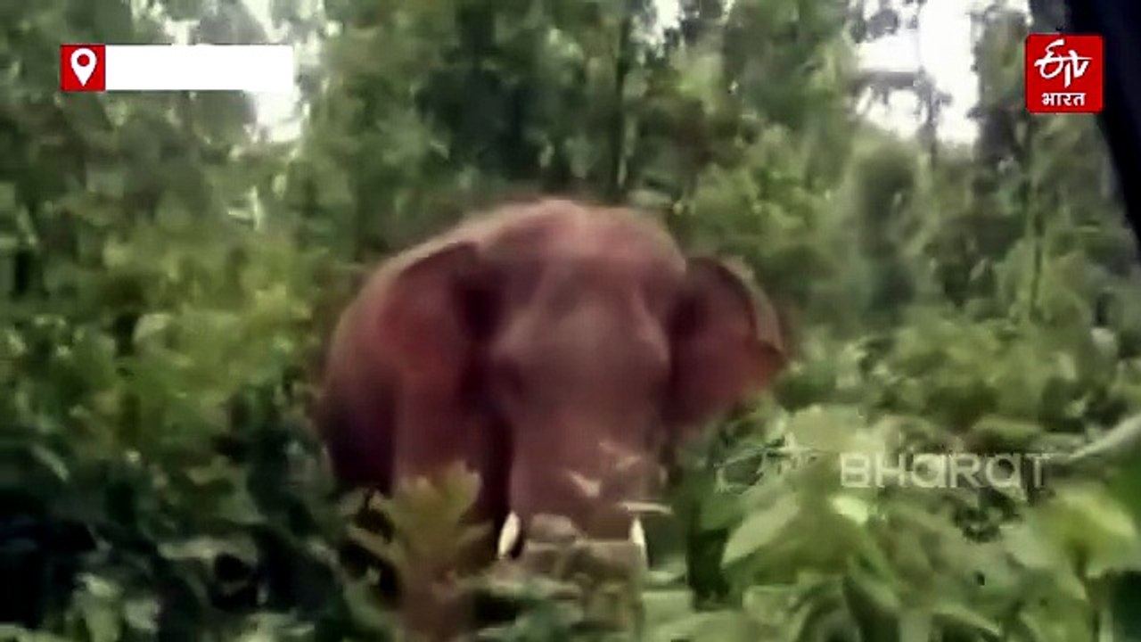 सूरजपुर में हाथी ने बाइक सवार पर किया हमले का प...