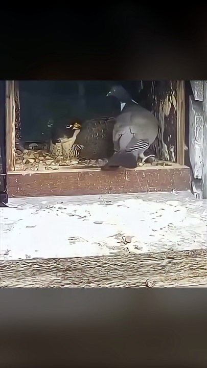 Pigeon walks into a falcon's nest 😱