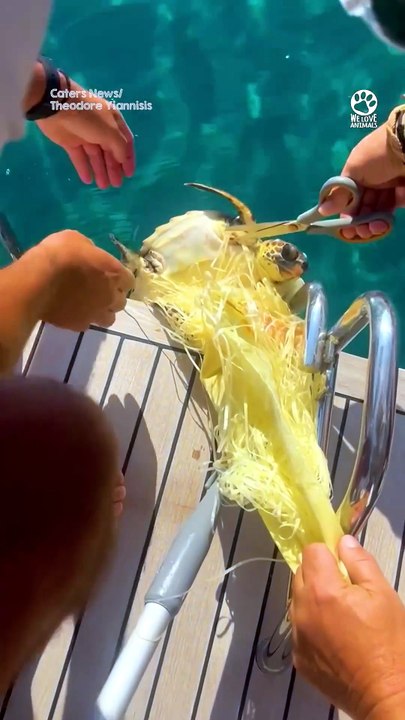 Helpless Turtle Badly Tangled in Ropes Finally Gets Help 🥺🙏#SeaTurtle #TurtleRescue #AnimalRescue #WildlifeRescue #MarineLife #Ocean #SeaLife #Nature #Wildlife #SaveTheTurtles #AnimalLovers #Heartwarming #ViralVideo #Trending #YouTubeShorts #Shorts #FYP