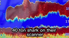 Le mégalodon : le requin géant qui fait froid dans le dos