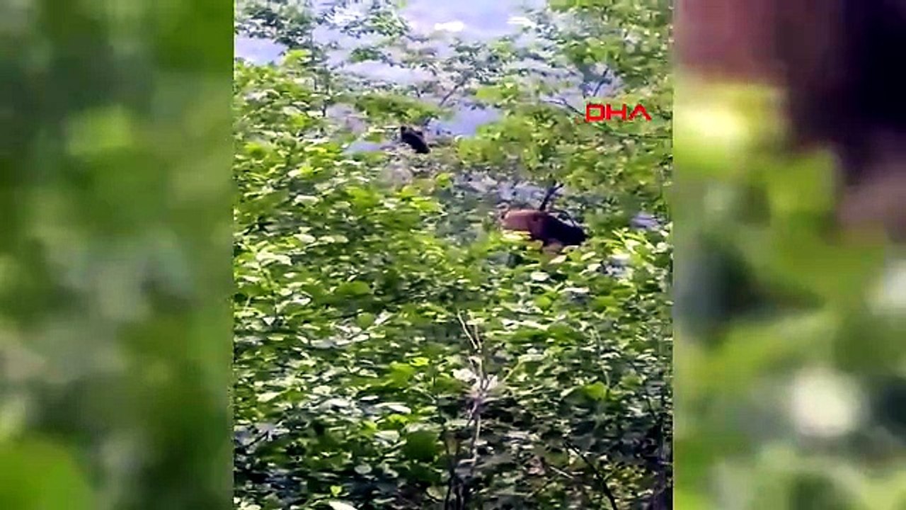 Trabzon'da bahçelere inen ayılardan biri kiraz yedi, diğeri elektrik direğinde telef oldu