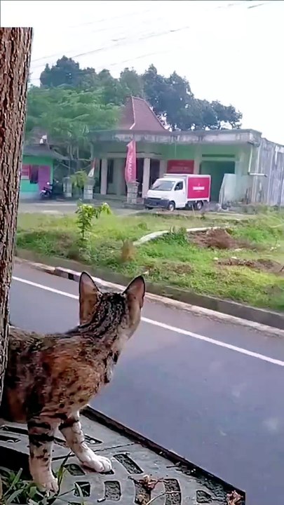 Hilarious Cat Moments Gone Wrong: Funniest Cats Doing Weird Things 😹