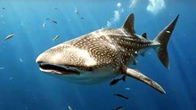 Whale Shark : The gentle giant and the largest fish in the ocean