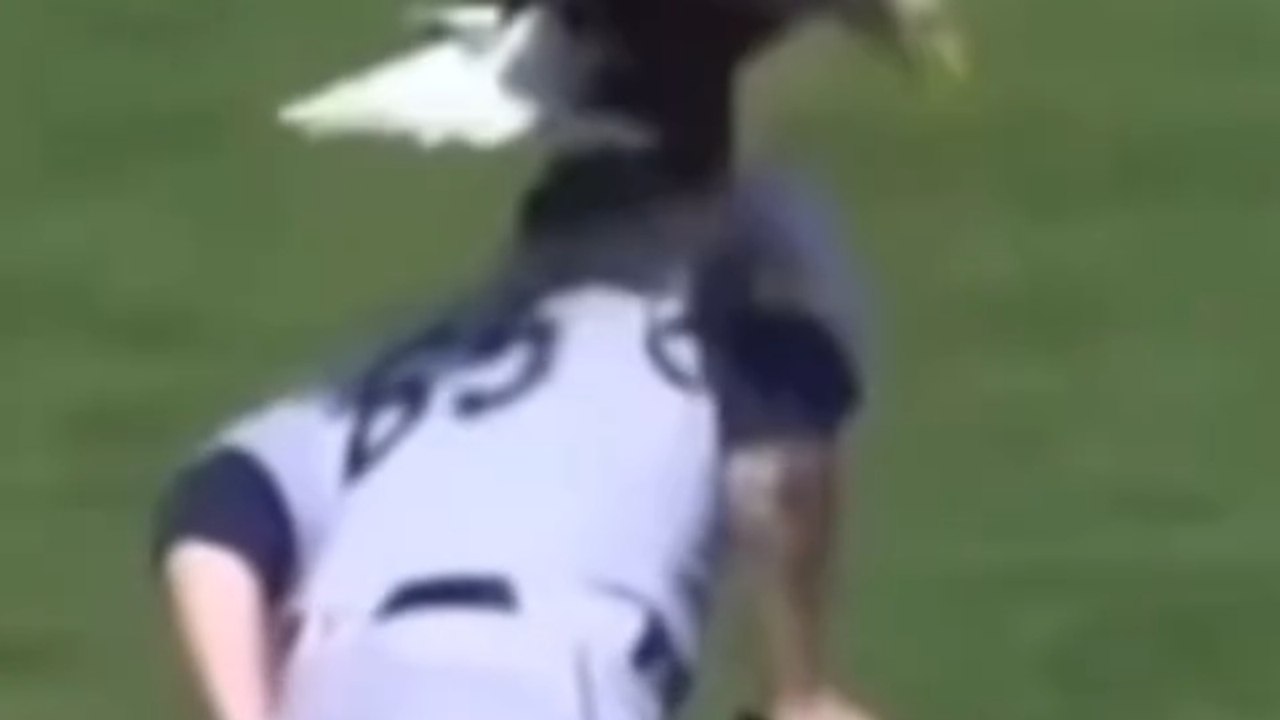 #Animals vs #MLB 😂 Funniest Baseball Game Interruptions Ever!