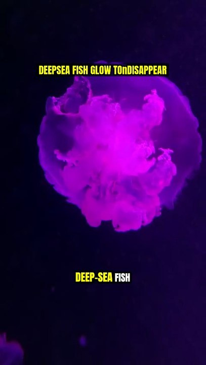 Deep-Sea Fish Glow to DISAPPEAR! 🤫