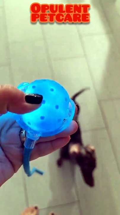 Smart Interactive Cat Toy Ball – Automatic Motion, LED Light, Rechargeable | Self-Play Wand Ball for Cats