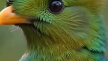 Resplendent Quetzal