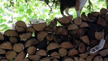 Best "Backyard Monitoring" at work :) #cats #funnycats #catlovers